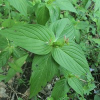 Spigelia anthelmia L.